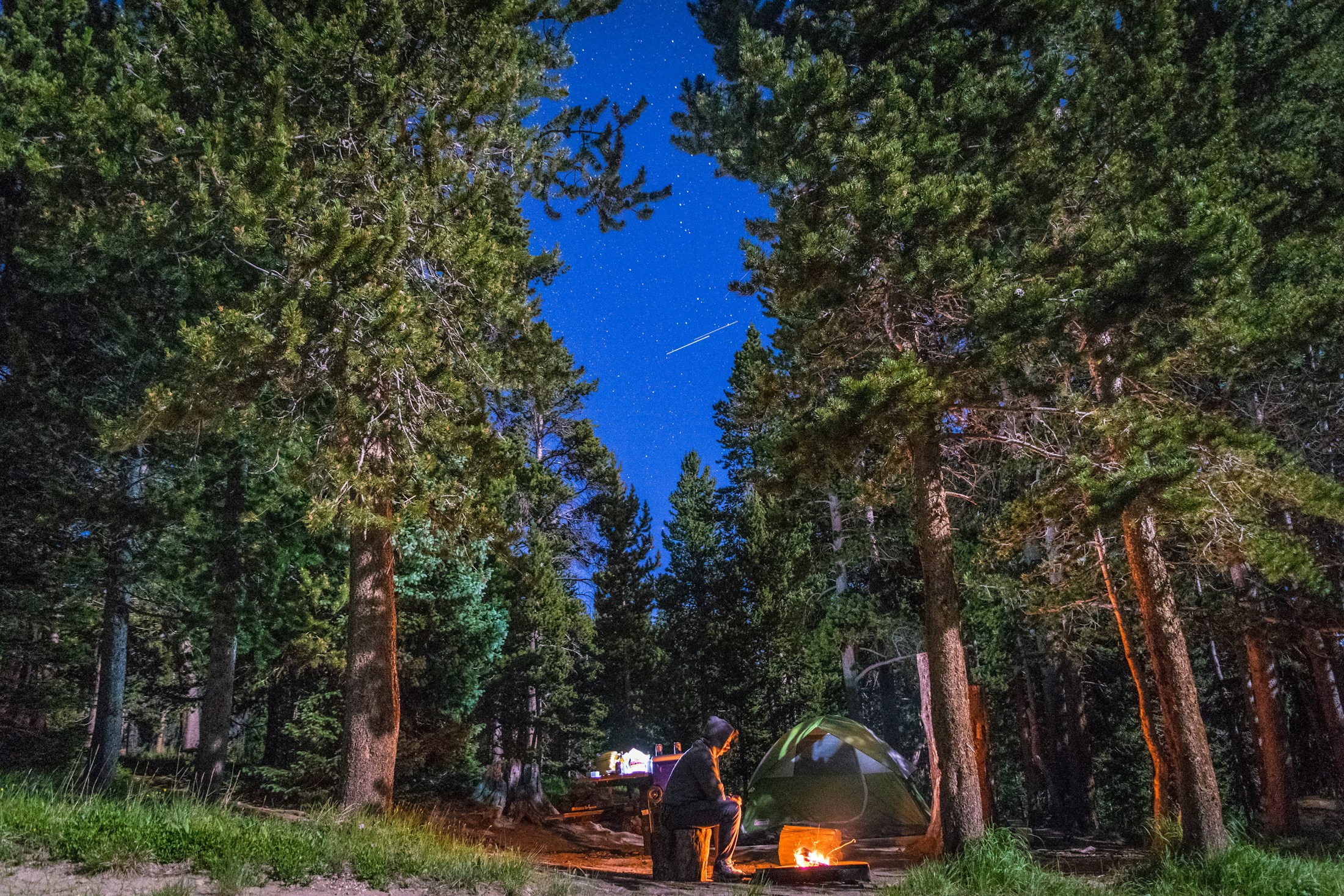 A quiet campfire beneath tall forest trees